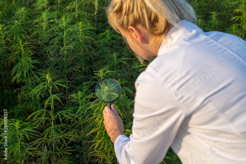 Scientist with magnifying glass observing CBD hemp plants on marijuana field