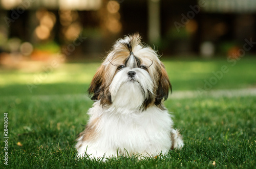 Canvas Print Lovely Shih Tzu
