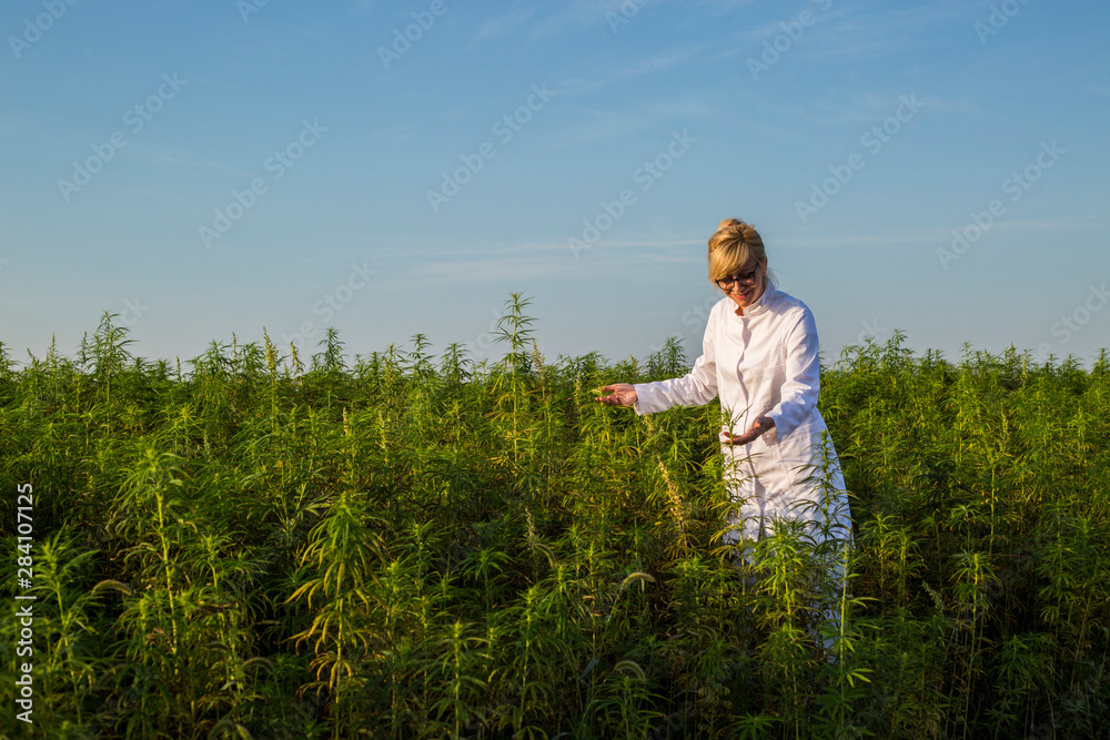 Scientist on marijuana field happy and satisfied with CBD hemp plants. Scientist on marijuana field happy and satisfied with CBD hemp plants.