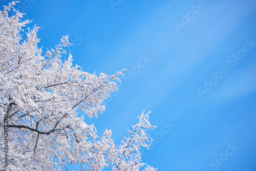 winter bacground of blue colour © salamandra