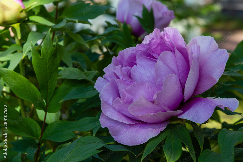 Peony tree (Paeonia x suffruticosa), or semi-shrub is a hybrid species belonging to the genus peony of the family peony Peony tree (Paeonia x suffruticosa), or semi-shrub is a hybrid species belonging to the genus peony of the family peony