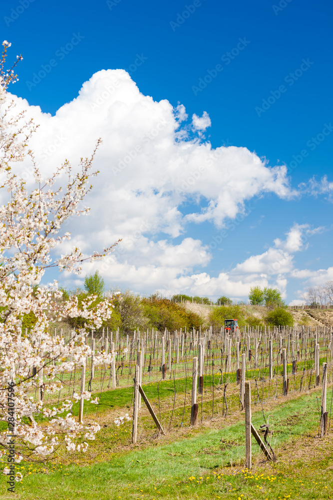 spring vineyard near Retz, Austria spring vineyard near Retz, Austria