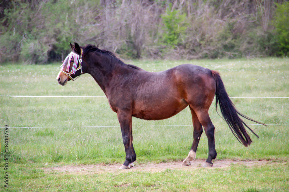 Portrait eines Pferd, Ponny auf der Weide Portrait eines Pferd, Ponny auf der Weide