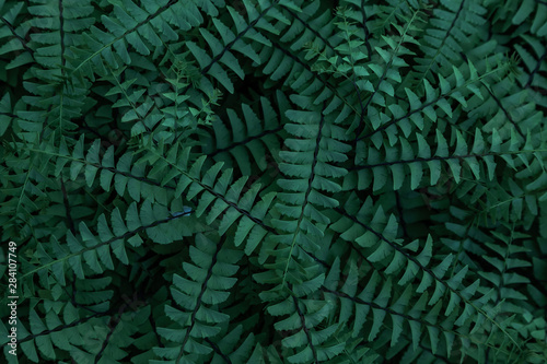 Natural green background of tropical leaves