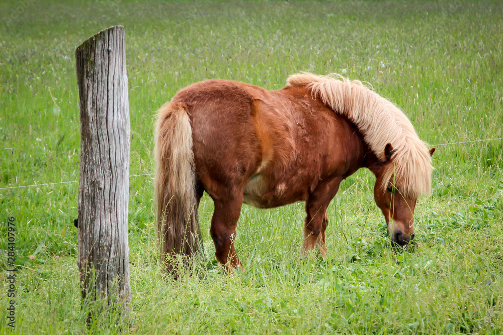 Portrait eines Pferd, Ponny auf der Weide Portrait eines Pferd, Ponny auf der Weide