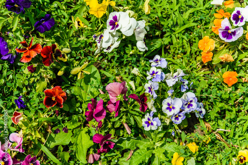 Different viola flowers on flowerbed in a garden