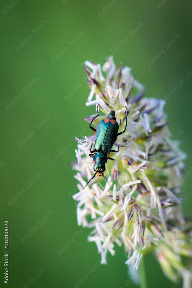 Grüner Käfer auf einem Grashalm