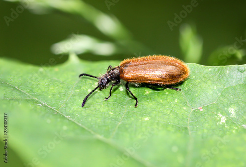 Brauner Käfer auf einem Blatt © boedefeld1969