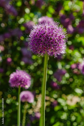 Allium Giganteum blooming. Few balls of blossoming Allium flowers. Beautiful picture with Alliums for the gardening theme.