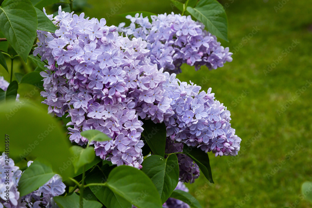 Blooming lilac (лат. Syringa) in the garden. Beautiful blue lilac flowers on natural background. Blooming lilac (лат. Syringa) in the garden. Beautiful blue lilac flowers on natural background.