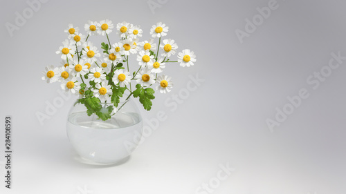 Chamomile decorative garden in a round vase with water on a gray background empty space for text