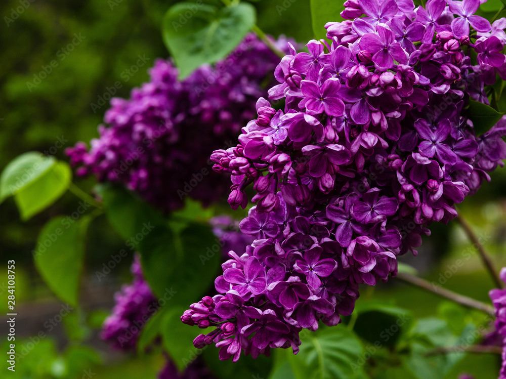 Blooming lilac (лат. Syringa) in the garden. Beautiful purple lilac flowers on natural background. Blooming lilac (лат. Syringa) in the garden. Beautiful purple lilac flowers on natural background.