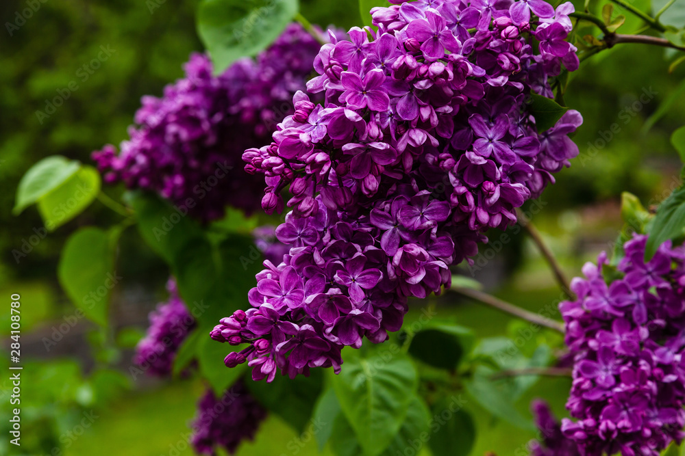 Blooming lilac (лат. Syringa) in the garden. Beautiful purple lilac flowers on natural background. Blooming lilac (лат. Syringa) in the garden. Beautiful purple lilac flowers on natural background.