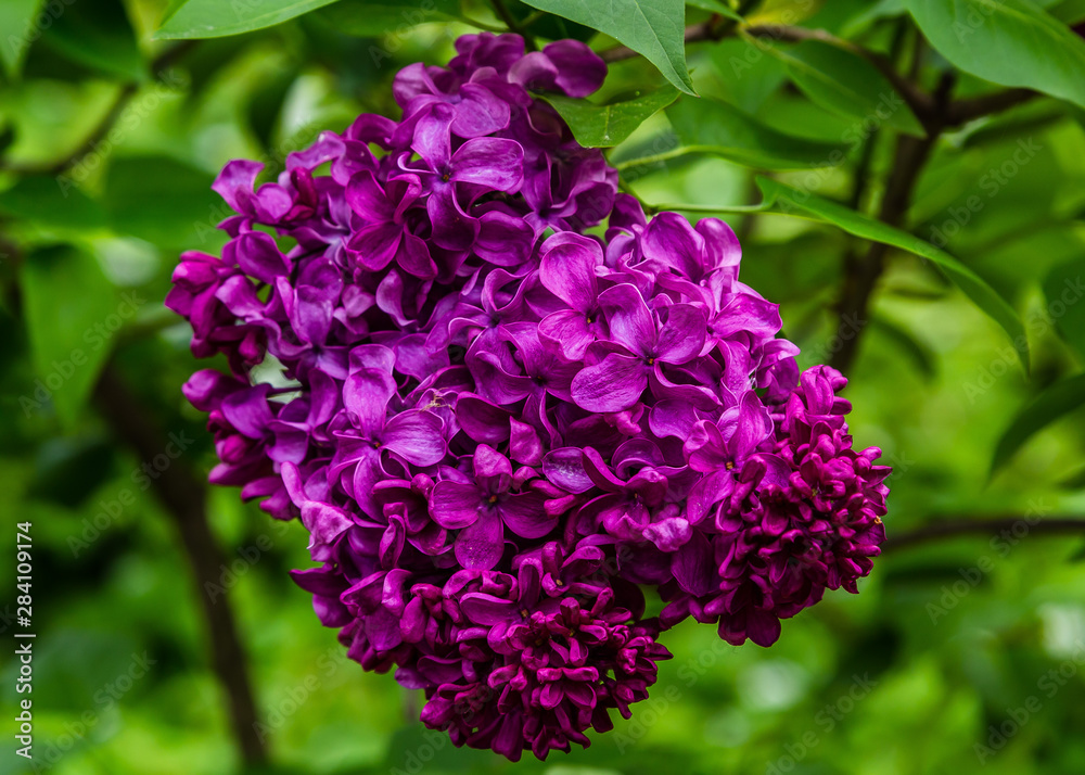 Blooming lilac (лат. Syringa) in the garden. Beautiful purple lilac flowers on natural background. Blooming lilac (лат. Syringa) in the garden. Beautiful purple lilac flowers on natural background.