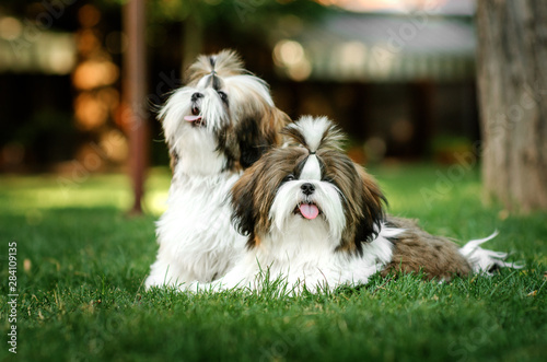 Fotografi Lovely Shih Tzu