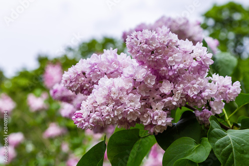 Blooming lilac (лат. Syringa) in the garden. Beautiful pink lilac flowers on natural background. © Flower_Garden