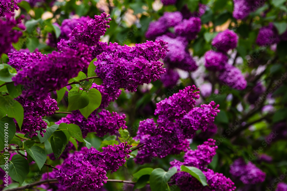 Blooming lilac (лат. Syringa) in the garden. Beautiful purple lilac flowers on natural background. Blooming lilac (лат. Syringa) in the garden. Beautiful purple lilac flowers on natural background.