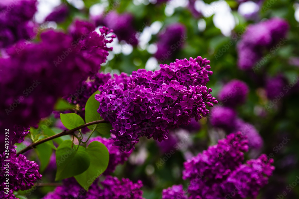 Obraz premium Blooming lilac (лат. Syringa) in the garden. Beautiful purple lilac flowers on natural background.