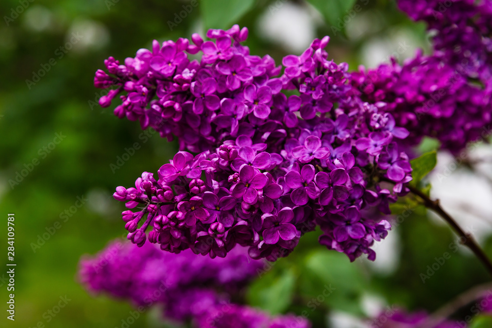 Obraz premium Kwitnący liliowy (лат. Syringa) w ogrodzie. Piękne fioletowe kwiaty bzu na naturalnym tle.