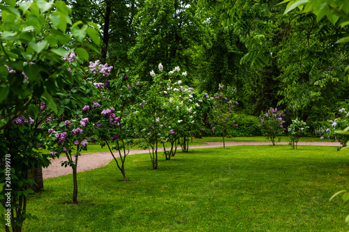 Blooming lilac        . Syringa  in the garden. Beautiful lilac flowers on natural background.