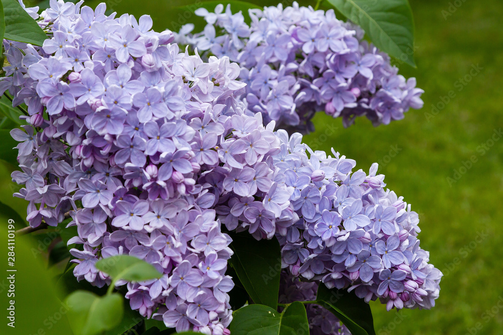Blooming lilac (лат. Syringa) in the garden. Beautiful lilac flowers on natural background. Blooming lilac (лат. Syringa) in the garden. Beautiful lilac flowers on natural background.