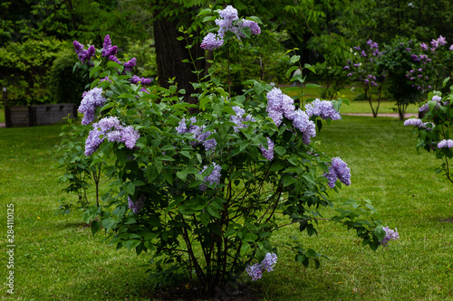 Fototapeta Naklejka Na Ścianę i Meble -  Blooming lilac (лат. Syringa) in the garden. Beautiful lilac flowers on natural background.