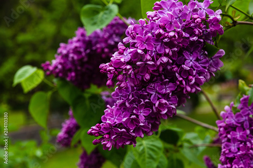 Blooming lilac        . Syringa  in the garden. Beautiful purple lilac flowers on natural background.