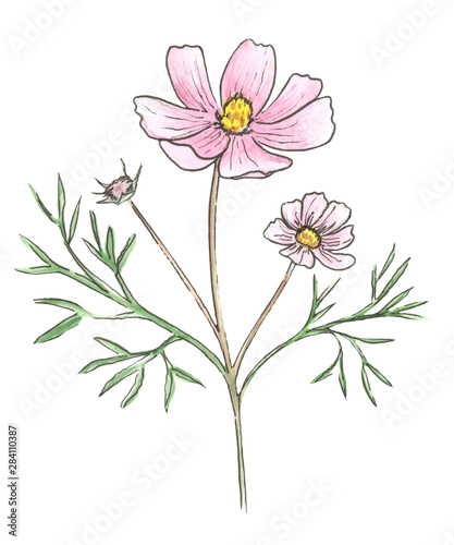 Watercolor wild flowers. Cosmos isolated.
