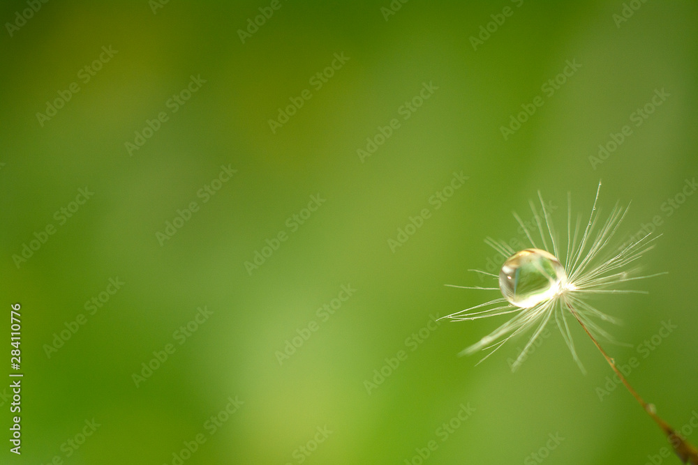 Drop of water on the seed of a dandelion flower on a naturel background. Closeup. Copy space for text.