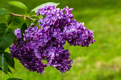 Blooming lilac        . Syringa  in the garden. Beautiful purple lilac flowers on natural background.