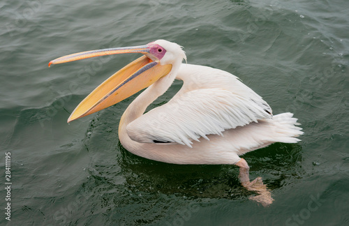 Great White Pelicans with their mouths open in Namibia