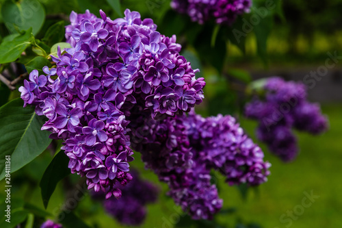 Blooming lilac        . Syringa  in the garden. Beautiful purple lilac flowers on natural background.