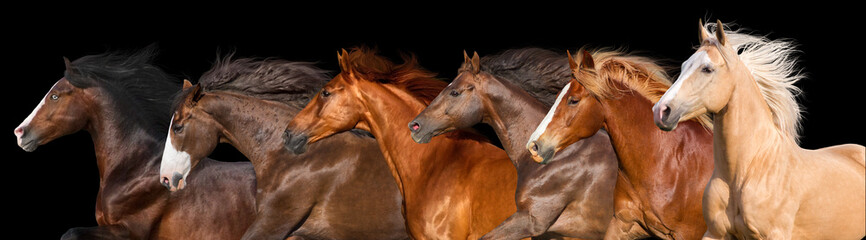Horse herd run isolated on black background