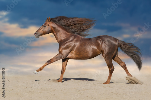 Red stallion run fast against sunset sky
