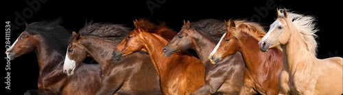 Fototapeta Naklejka Na Ścianę i Meble -  Horse herd run isolated on black background