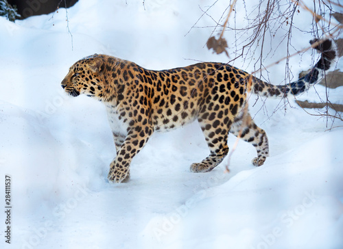 Amur leopard.  The far Eastern leopard, or Amur leopard, or Amur leopard is a predatory mammal of the cat family. A unique species in danger of extinction. photo