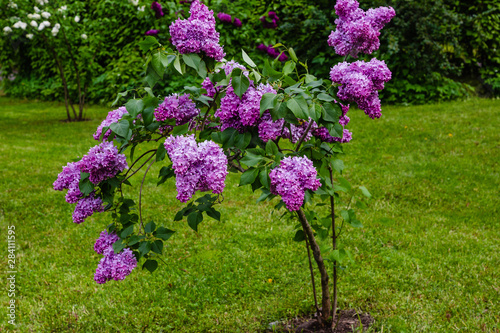 Fototapeta Naklejka Na Ścianę i Meble -  Blooming lilac (лат. Syringa) in the garden. Beautiful purple lilac flowers on natural background.