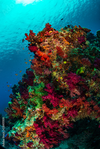 Fototapeta Naklejka Na Ścianę i Meble -  Soft corals andorning a pillar coral