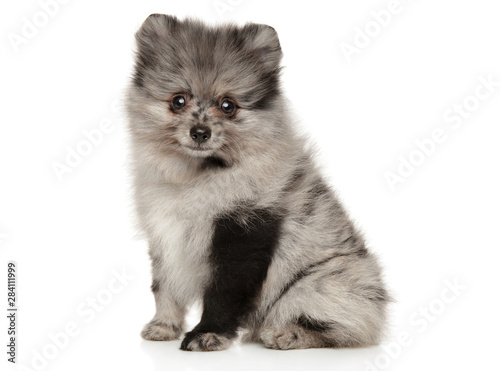 Adorable Pomeranian Spitz puppy sitting