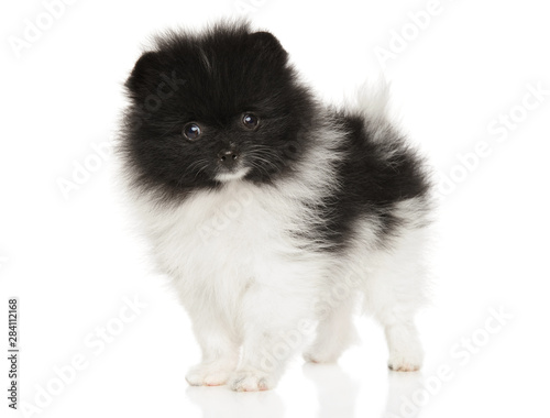 Zwergspitz puppy on a white background
