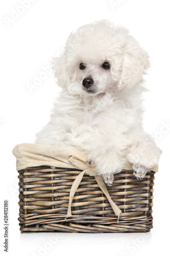 Toy Poodle puppy in wicker basket