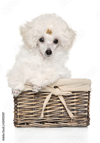 White Toy poodle puppy sitting in a wicker basket