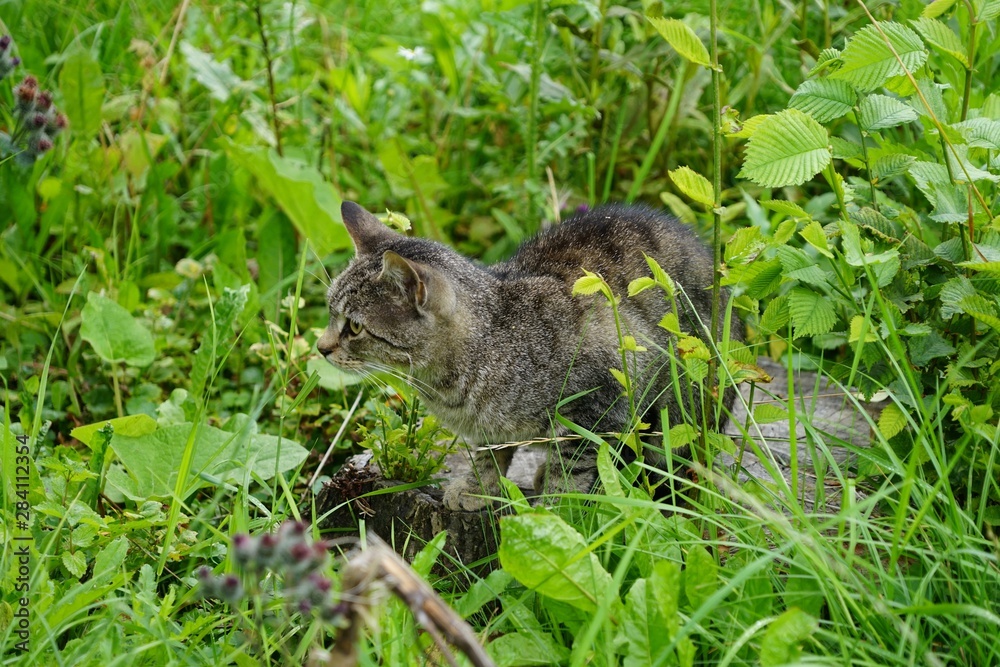 Straßenkatze in einer Wiese in Sankt Petersburg Straßenkatze in einer Wiese in Sankt Petersburg