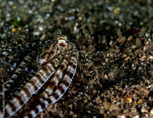 A mimic octopus crawling across the sand
