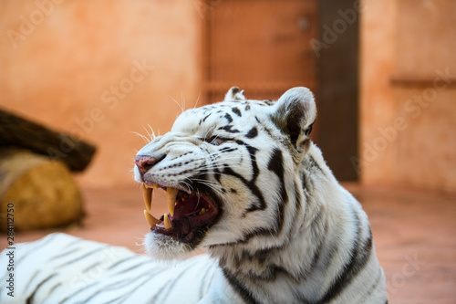 Canvas Print White Bengal tiger roaring