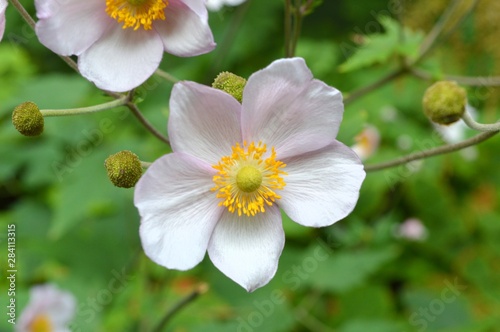 Pastel delicate pink flowers of the anemone dichotoma  Ranunculaceae