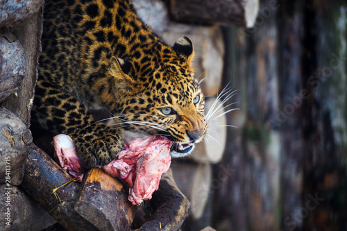 фотографія Amur leopard eating meat. Leopard (Panthera pardus)