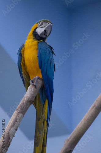 blue and yellow parrot 