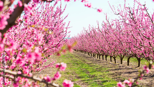 blooming peach trees in spring photo