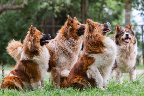 pack of cute elo dogs outdoors photo